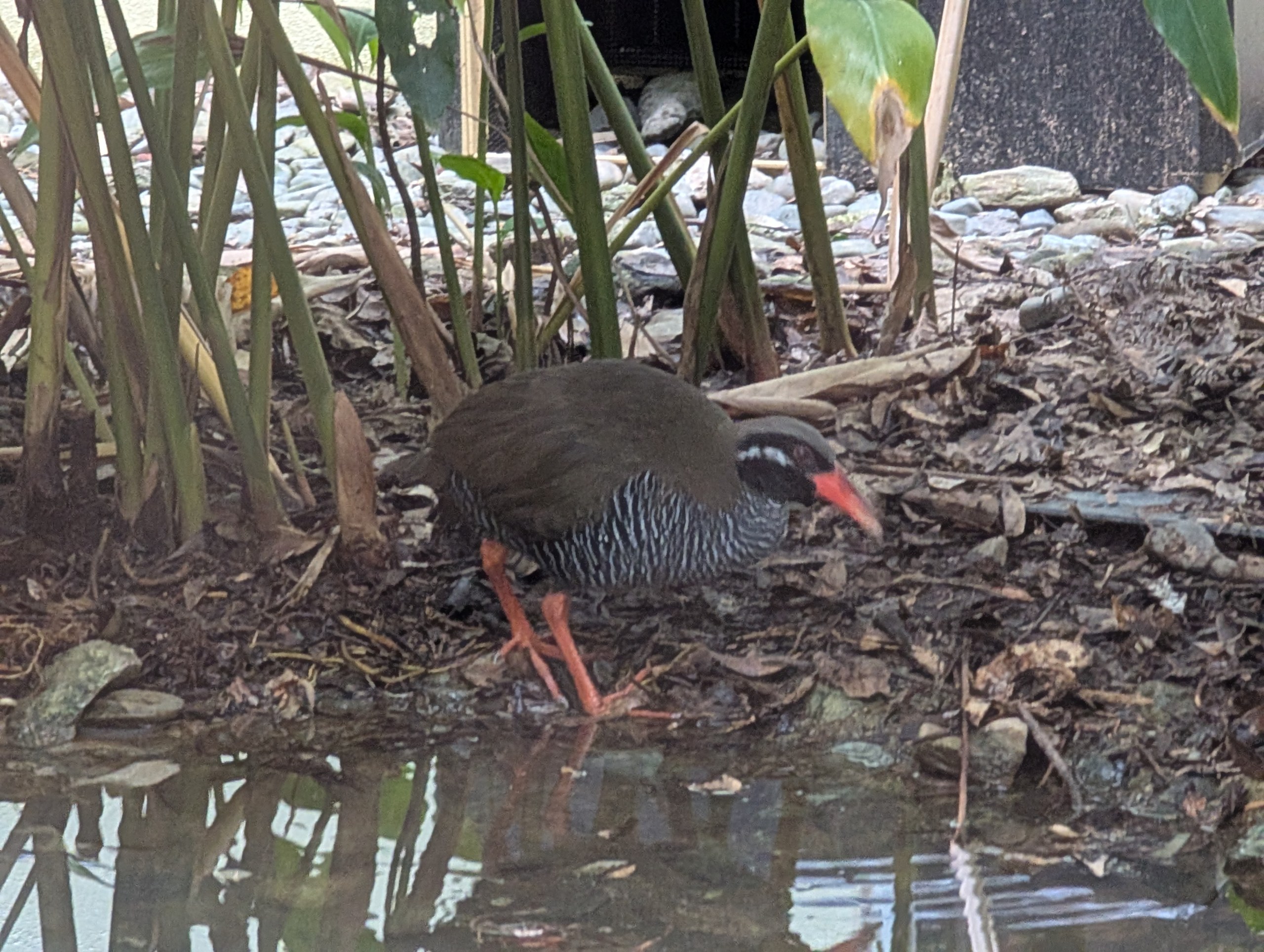 水たまりのそばの落ち葉の上を歩く、赤いくちばしと赤い脚のヤンバルクイナ